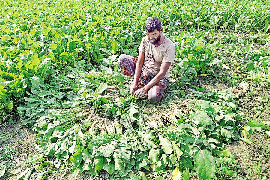 A farmer harvests winter vegetables in a field at Singair in Manikganj and prepares them for supply to markets on Friday. Agro-products now emerge as the second highest export earner — FE photo by Shafiqul Alam