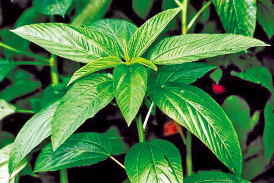 EPB to promote export of jute-leaf drink