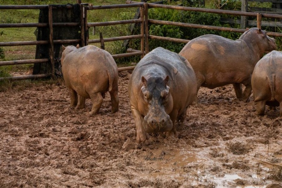 Captured hippopotamuses in a specially designed pen are seen before the application of GonaCon, an immunocastration drug to control the growth of the hippo population, in Puerto Triunfo, Colombia October 8, 2021. Picture taken October 8, 2021. Courtesy of Regional Autonomous Corporation of the Negro and Nare River Basins (CORNARE)/Handout via REUTERS