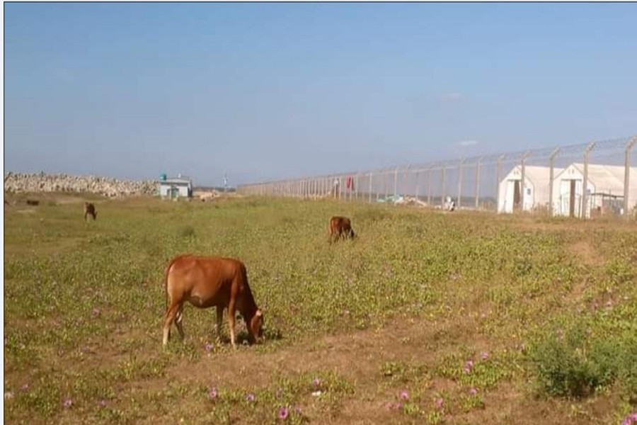 Cattle are also free to move here and there near the Cox's Bazar airport runaway.