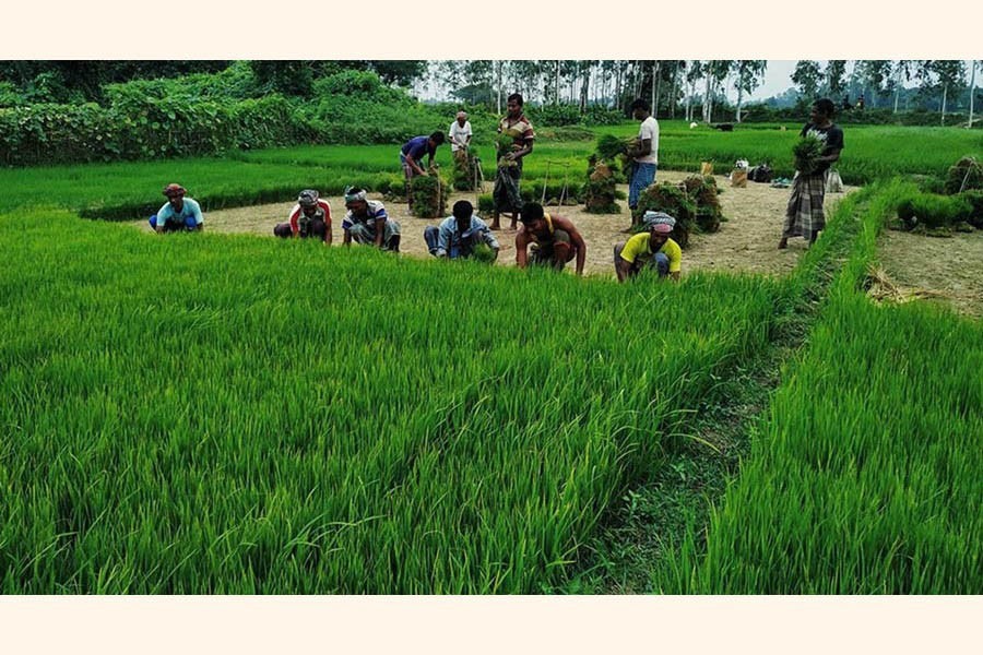 Boro seedbeds in the making in Netrakona fields