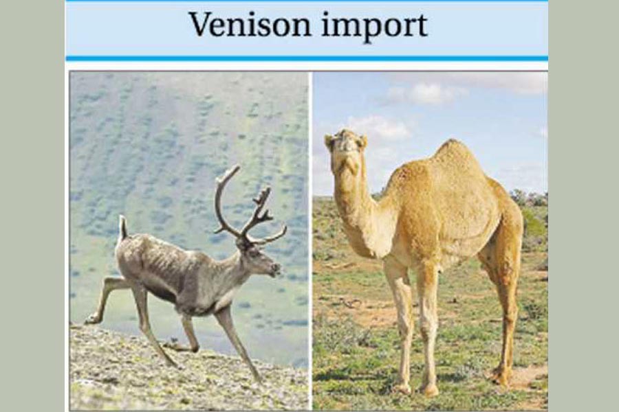 No to proposal for importing venison, camel meat