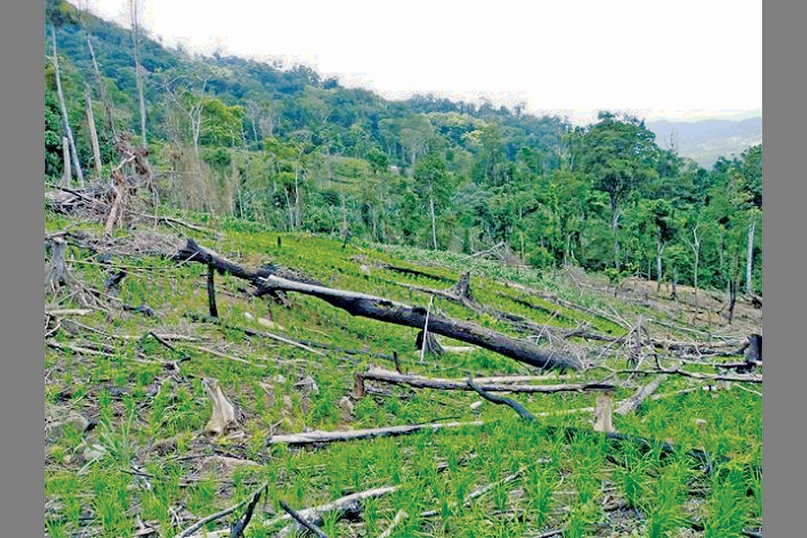 Field-level officials asked to act against hill cutting, felling of forest trees