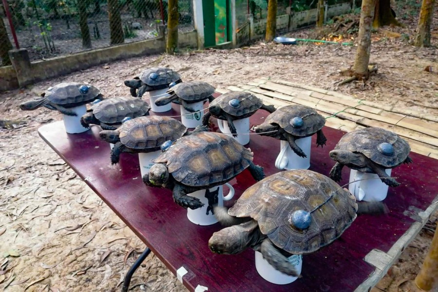 The ten juvenile, captive-bred Asian giant tortoises are fitted with radio transmitters at the Turtle Conservation Center in Bhawal National Park prior to their release. Photo by Kowshikur Rahman / CCA via mongabay.com