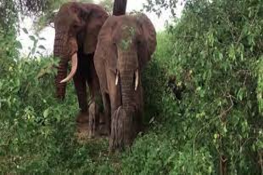 'Touch and go' for rare twin baby elephants