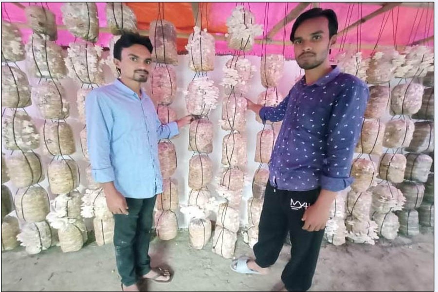 Two brothers pose in their mushroom farm at Amtala village in Kendua upazila of Netrakona district — FE Photo