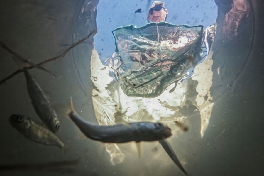 A researcher from University of California, Davis catches hatchery salmon from a tank to measure their size, as part of a joint project between ecologists and rice farmers trying to reclaim the great flood plains of the Sacramento River for salmon habitat, in Robbins, California, US, February 4, 2022 – Reuters/Files