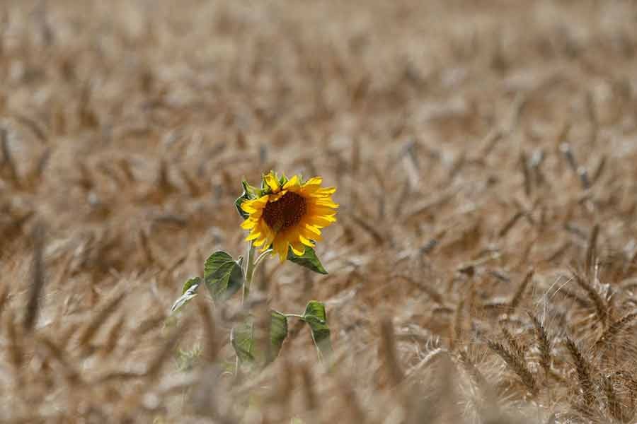 A sunflower is seen on a wheat field near the village of Zhovtneve of Ukraine –Reuters file photo