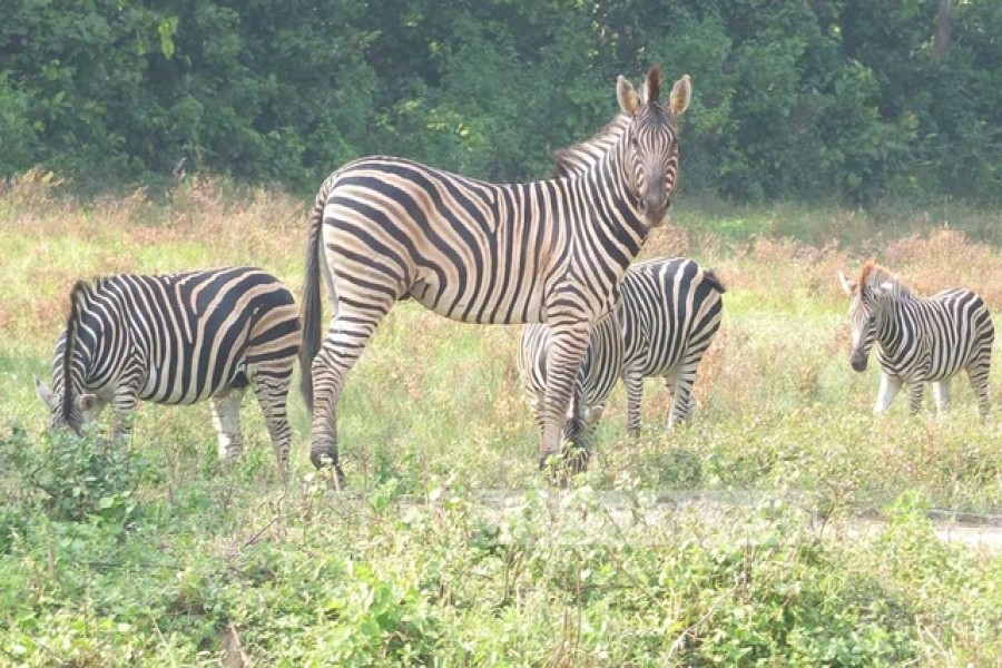 Ministry to sue safari park officers for deaths of 11 zebras