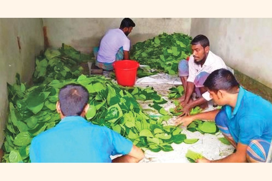 Betel leaves turning yellowish causing farmers' worries