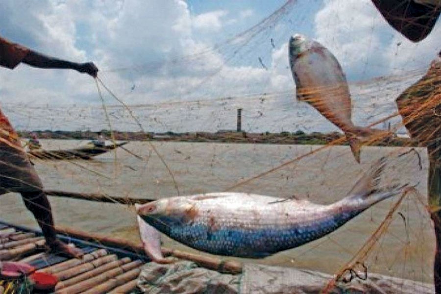 Ban on catching, selling hilsa begins Tuesday