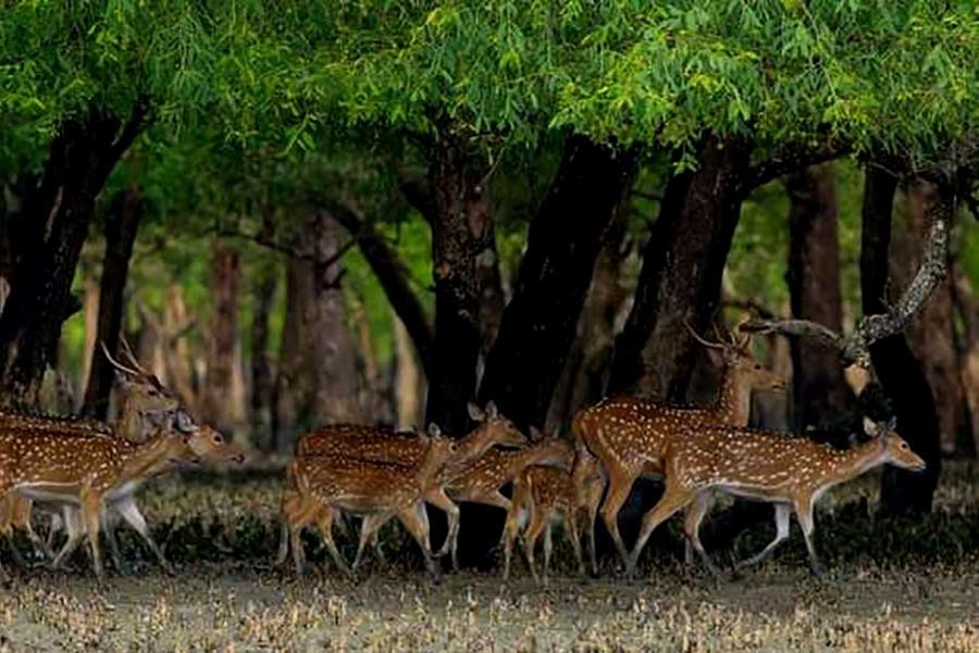 Bangladesh completes study on state of wildlife habitat