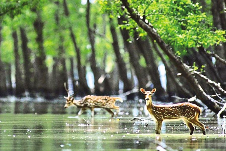 Tourism in Sundarbans turns costlier as government doubles levy