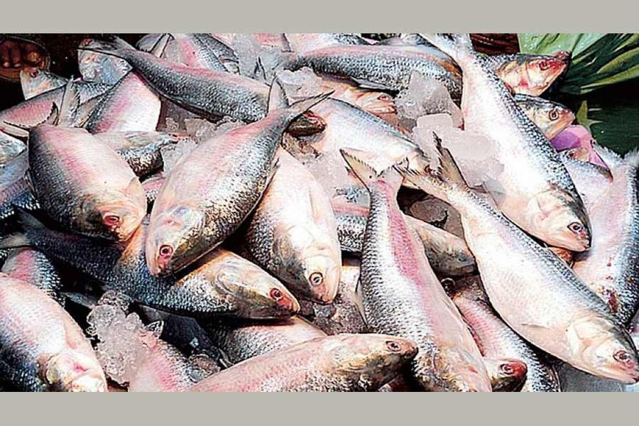 Hilsa yield likely to reach 0.702m tonnes yearly