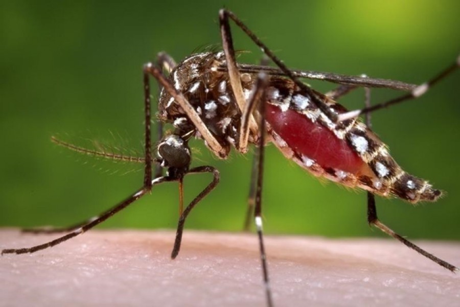 Aedes larvae found in 4.5pc of Dhaka houses ahead of monsoon