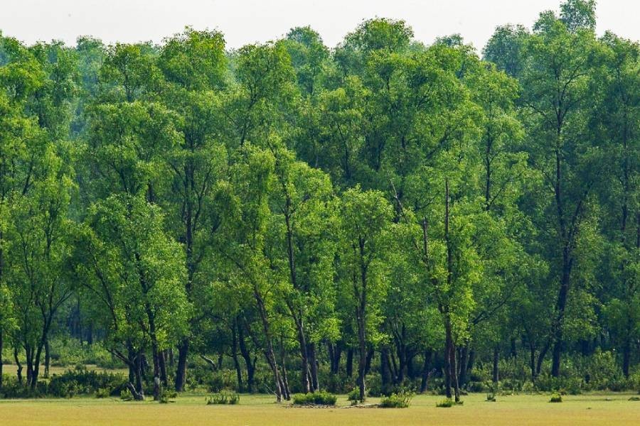 Country's forest coverage stands at 14.10pc, JS told