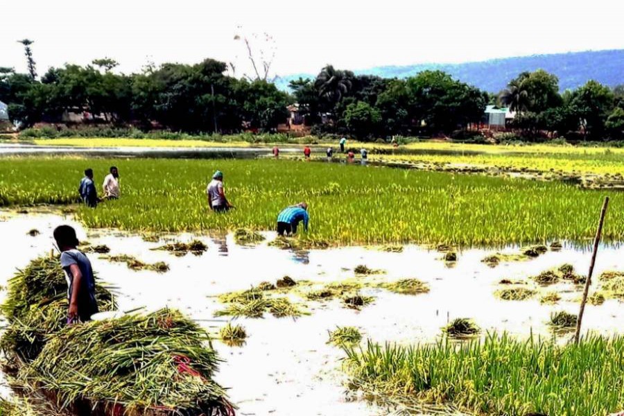 Flood damages 5,000 hectares of crops in Sunamganj haors 