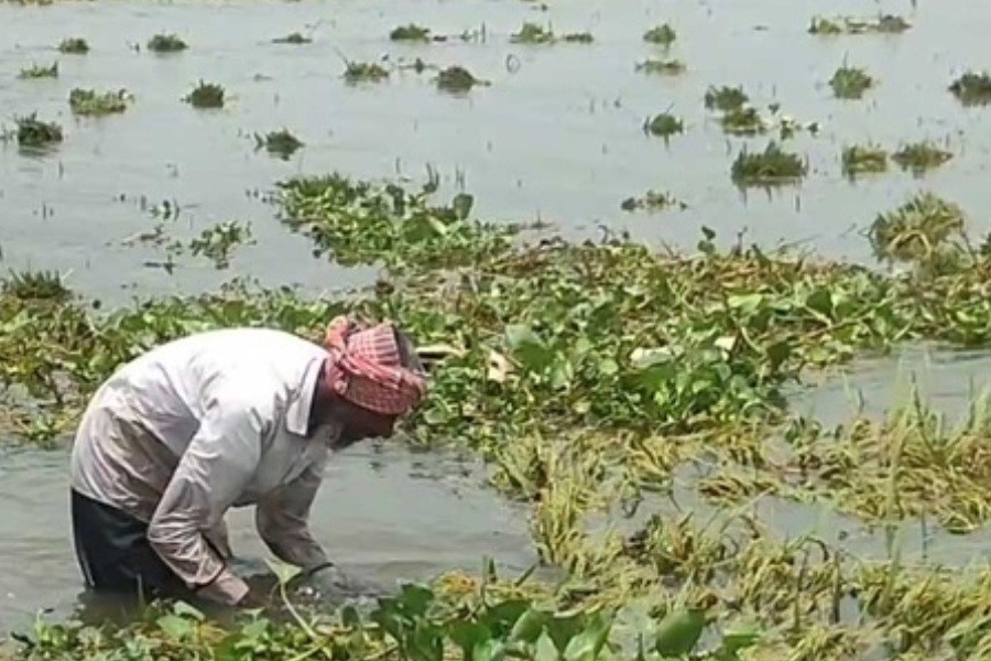 200 hectares of land flooded in Brahmanbaria, farmers harvest raw paddy