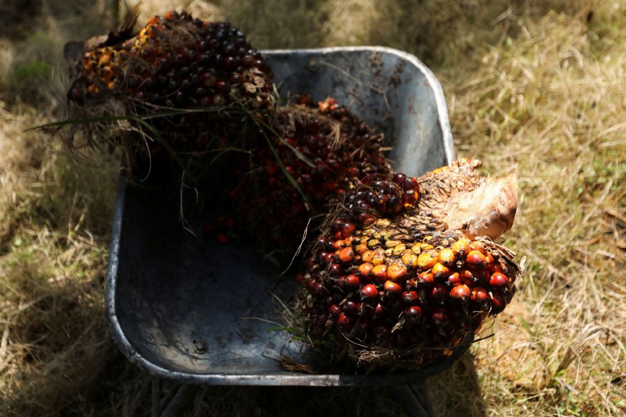 Fresh fruit bunches of oil palm tree are are seen inside a wheelbarrow at a palm oil plantation in Kuala Selangor, Selangor, Malaysia on April 26, 2022 — Reuters/Files