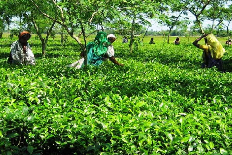 Tea growers in the north deserve better