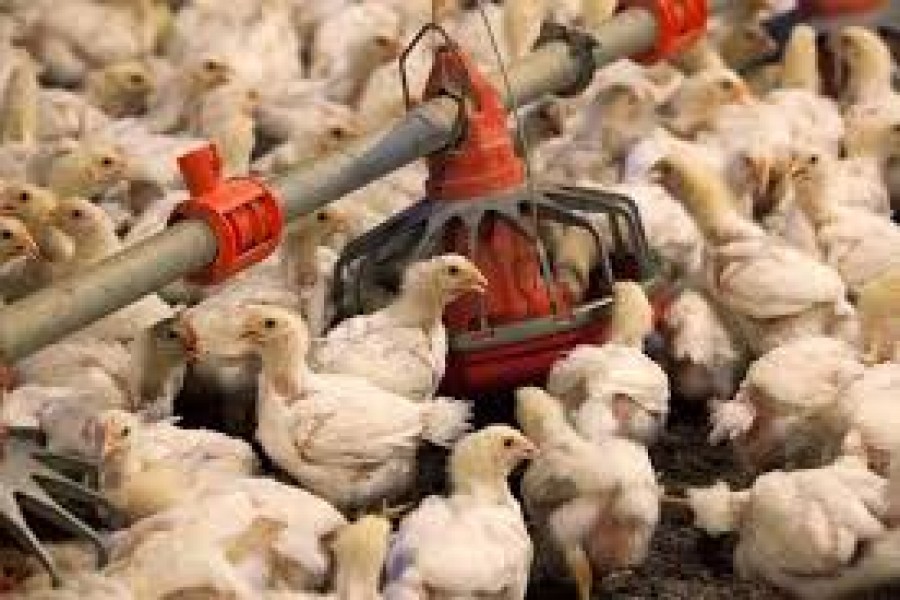 Poultry sector seeks tax waiver on raw materials import