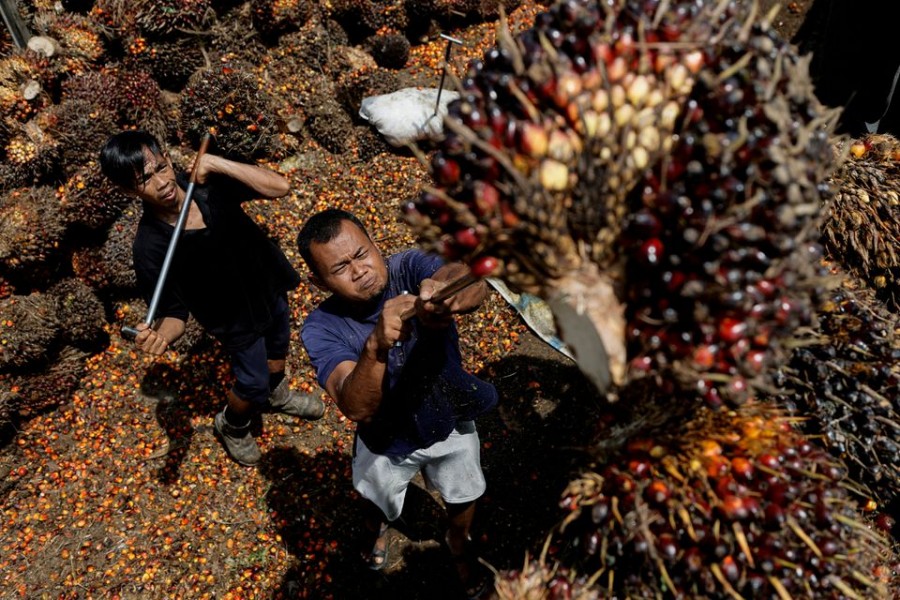 Workers load palm oil fresh fruit bunches to be transported from the collector site to CPO factories in Pekanbaru, Riau province, Indonesia on April 27, 2022 — Reuters/Files