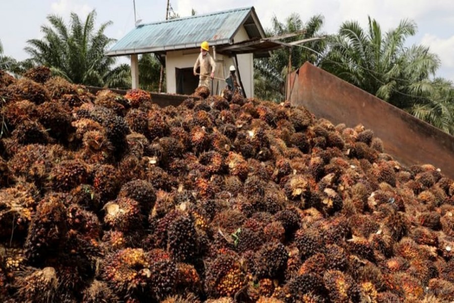 Workers handle palm oil fruits at an oil palm plantation in Slim River, Malaysia August 12, 2021. REUTERS/Lim Huey Teng