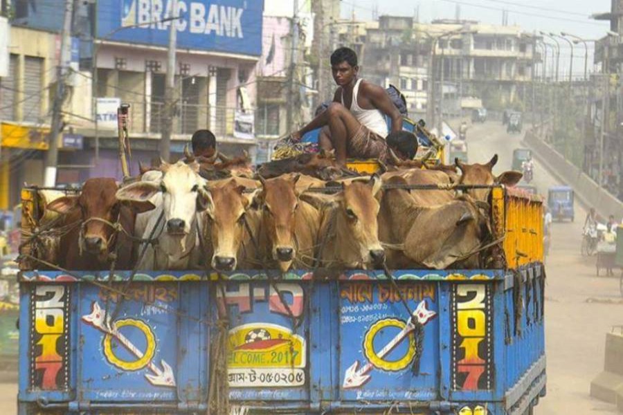 ‘No need to import sacrificial animals Eid-ul-Azha' 