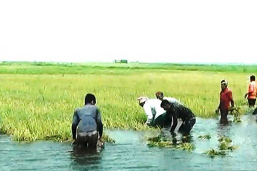 Over 56,000 hectares croplands of Aush paddy damaged