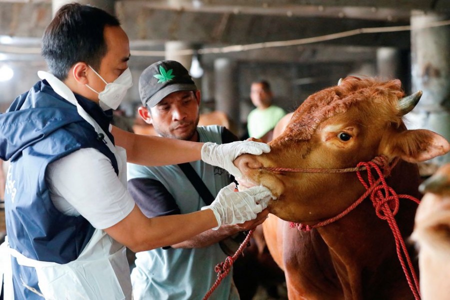 A Marine and Agricultural Food Security officer inspects a cow at a cattle shop to prevent the spread of foot and mouth disease in Tanjung Priok, North Jakarta, Indonesia, June 24, 2022. REUTERS/Ajeng Dinar Ulfiana