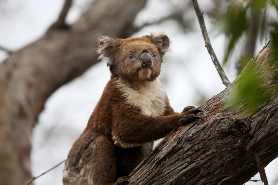 Australia's environment in 'shocking' decline, report finds