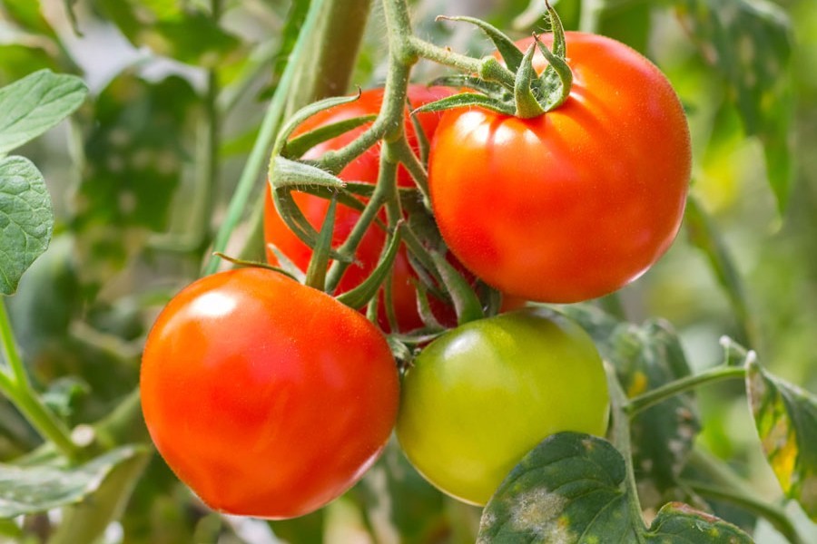 Concern aired over huge tomato imports despite bumper harvest