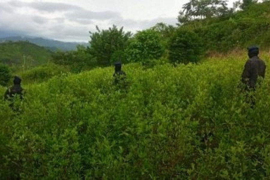 Honduras authorities report 'historic' coca seizure