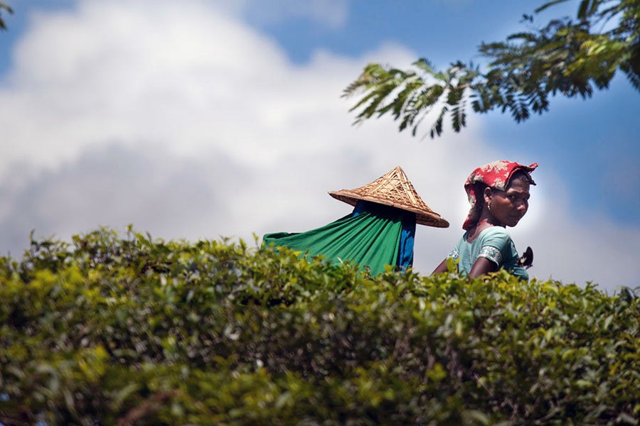 Tea workers end strike after daily wage hike