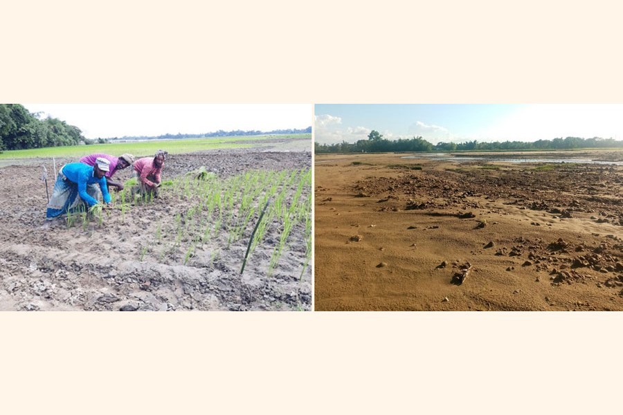 (Left): Farmers planting T-Aman seedlings in a field at a village under Sylhet district and (right) View of a dried Aman field at Chandradinga village in Kalmakanda upazila of Netrakona district— FE Photos