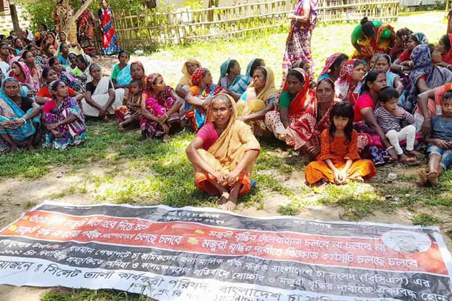 Tea workers continued their strike demanding a daily wage of Tk 300. The picture was taken from Malnicherra Tea Garden in Sylhet on August 24 this year. Photo: Focus Bangla