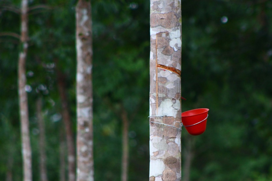 Natural rubber sector's revival   