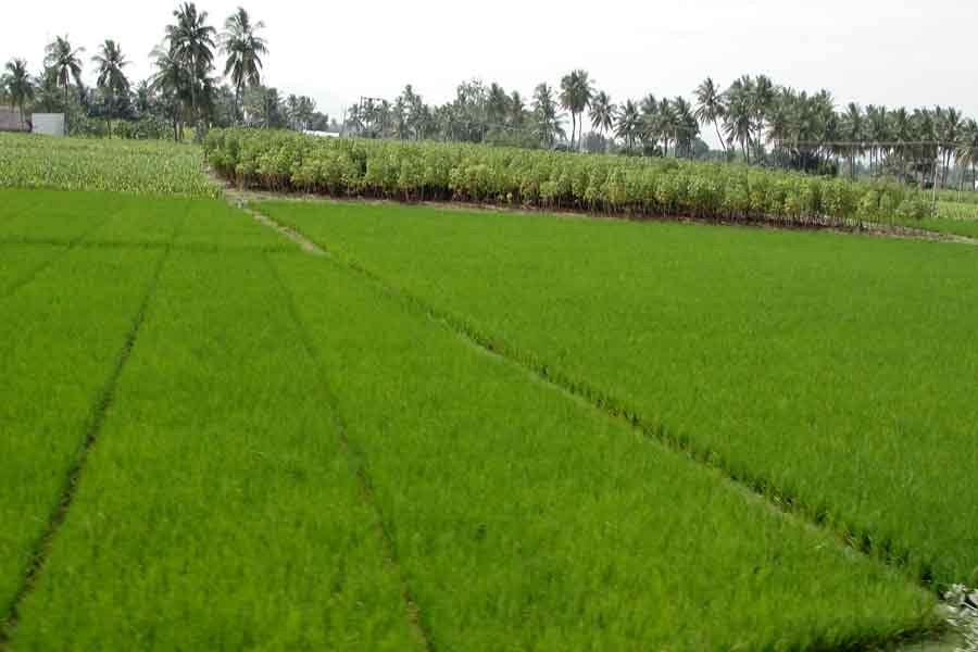 1.1m hectares of cropland to be protected from floods