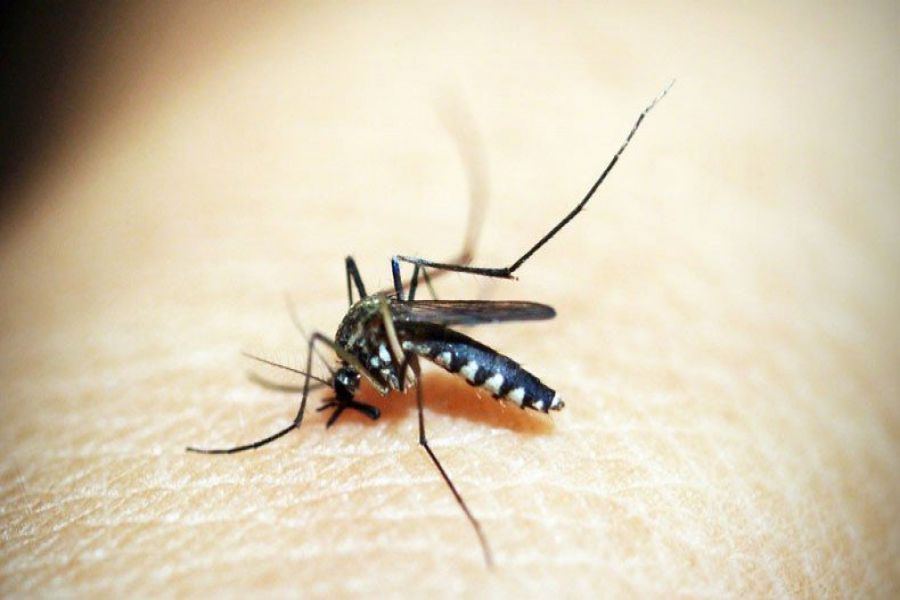 18 people infected with dengue in Ctg