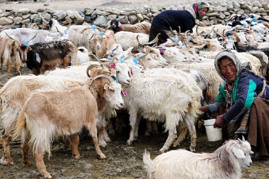 Floods, early snow risk killing off Kashmir's nomadic culture