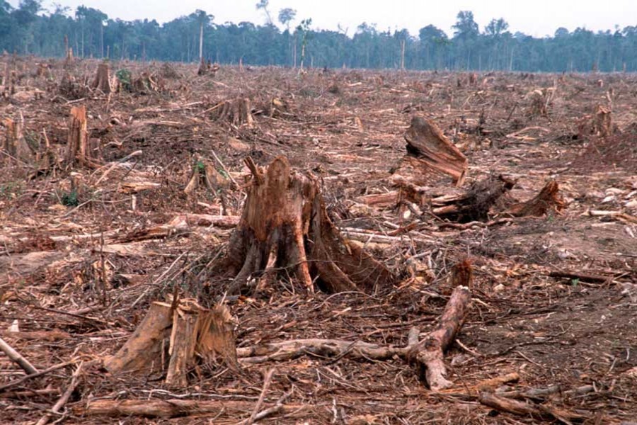 Last year's deforestation pledge is off to a slow start