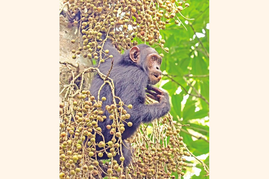 Primates and other species also need space for survival