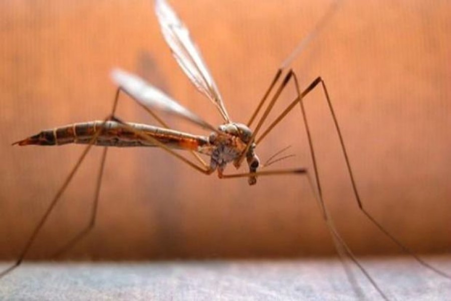 Dengue death toll in Bangladesh crosses 200 with three new deaths