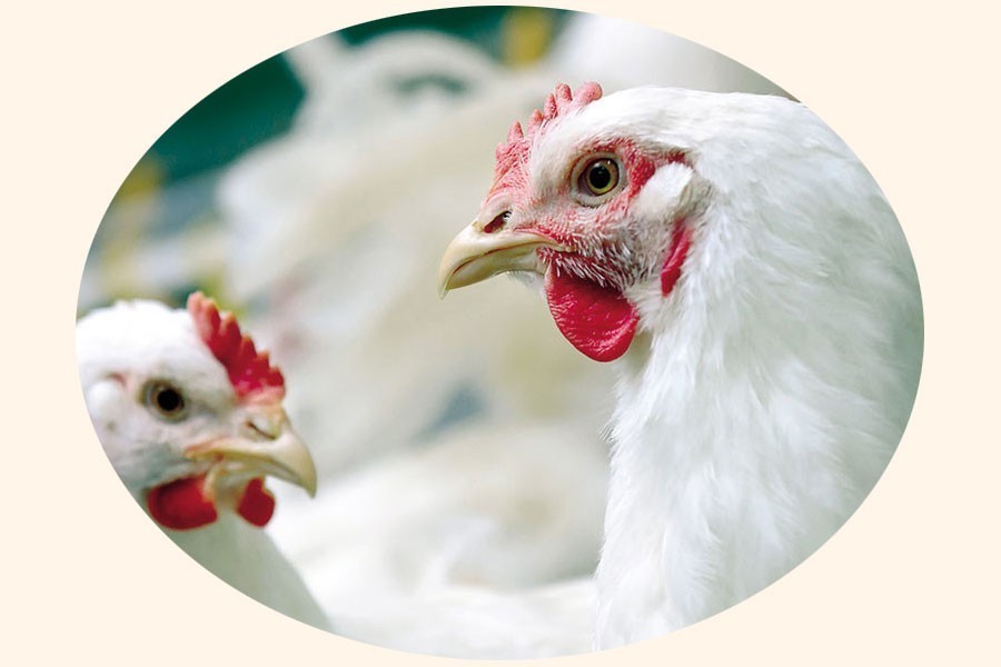 Protecting small and marginal poultry farmers