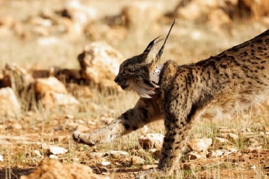 A female Iberian lynx, a feline in danger of extinction, named Ilexa is released with other four lynxes, as part of the European project 'Life LynxConnect' to recover this species in Arana mountain range, in Iznalloz, near Granada, southern Spain Dec 19, 2022. REUTERS