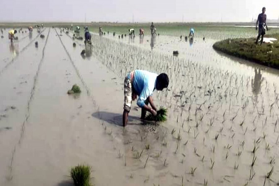 Farmers busy transplanting Boro seedlings on a haor in Sylhet district — FE Photo