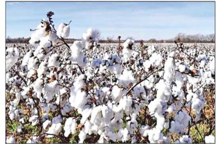 BD considers repealing US cotton fumigation requirement