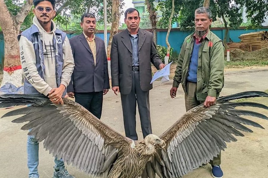 ফেনীতে ‘হিমালয়ান’ প্রজাতির শকুন উদ্ধার