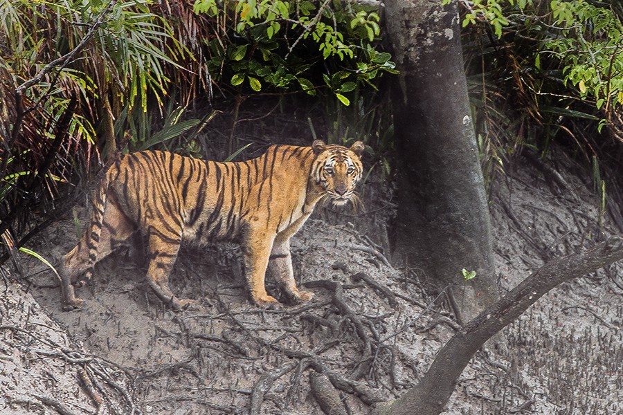 Conservation finance and Bangladesh