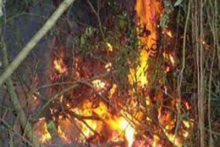 Two honey collectors sued over Sundarbans fire